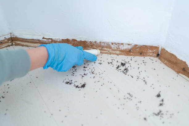 Best Termite Inspection and Treatment  in Clay, CA